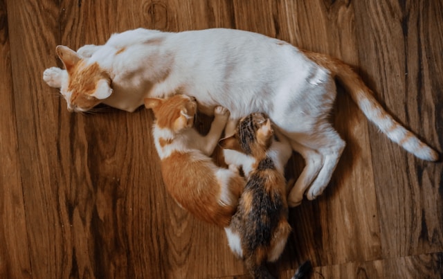 kittens