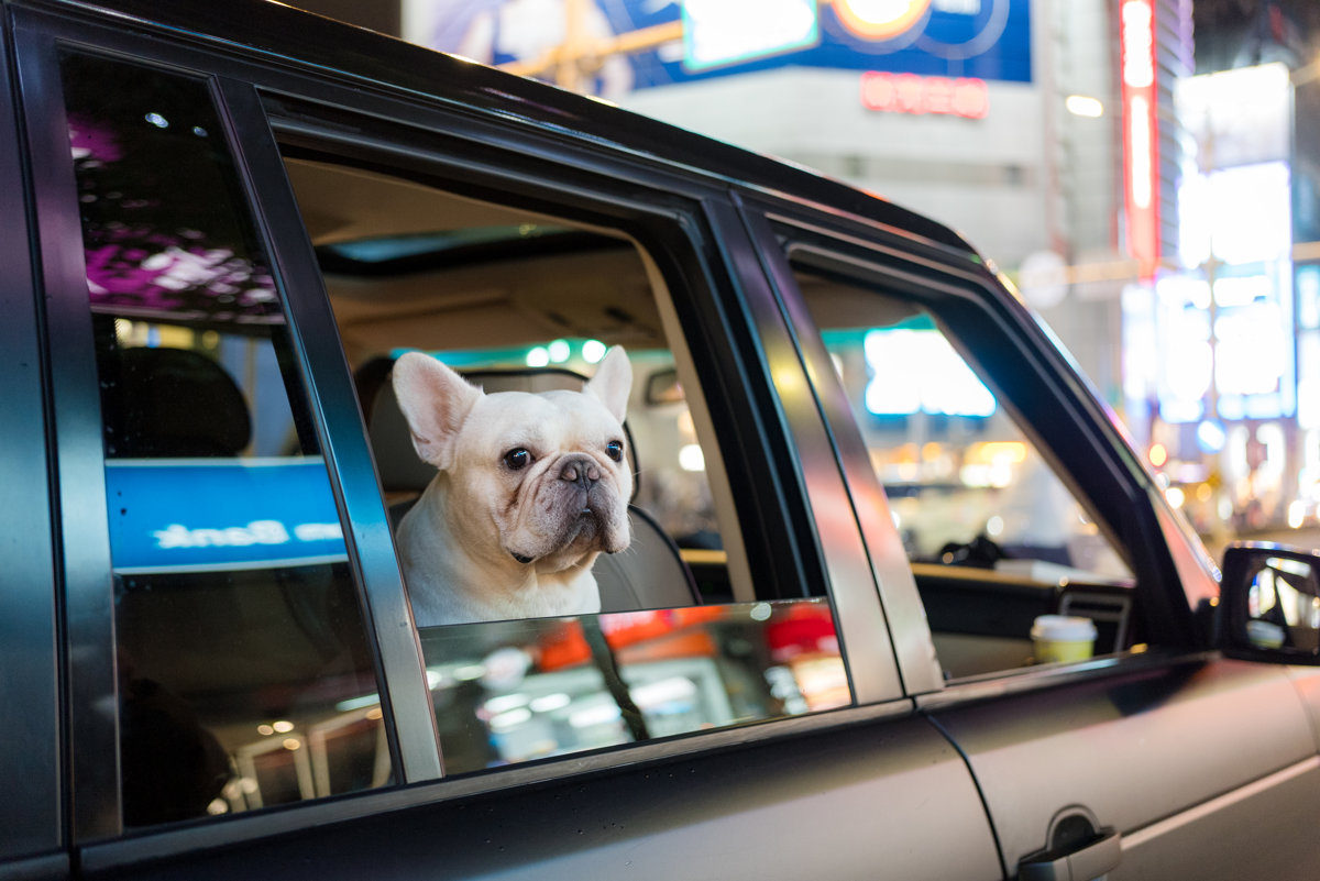 French Bulldog inside a car in the evening