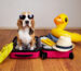 A cute beagle dog at a suitcase with things and items for a summer vacation at sea. Travel concept