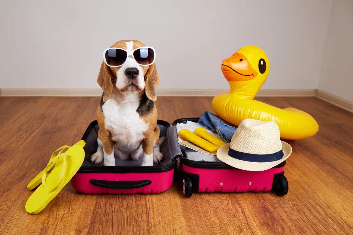 A cute beagle dog at a suitcase with things and items for a summer vacation at sea. Travel concept
