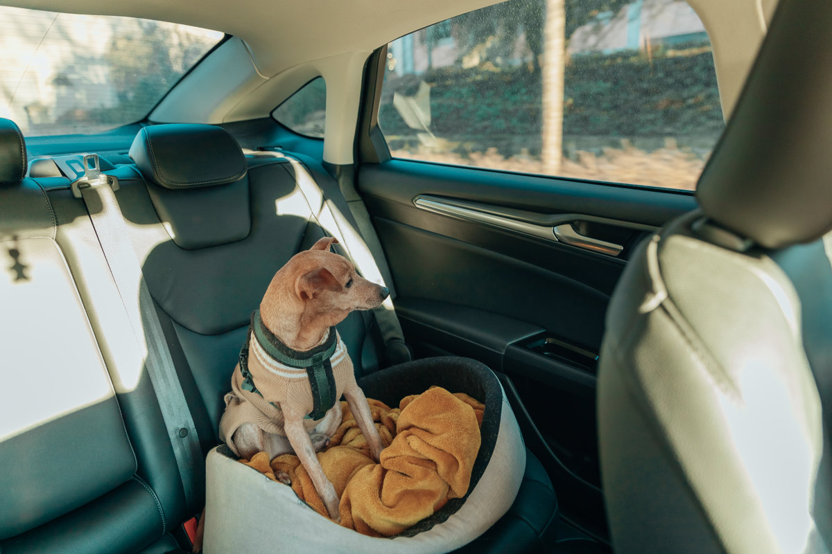 One beautiful brown dog sits in a basket with a blanket on the back seat and looks out the car window during a trip on a sunny day, side view, medium shot. Concept time road trip with pets.