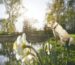 Old dog in spring nature. Labrador Retriever sitting on the bank of the lake during sunset.