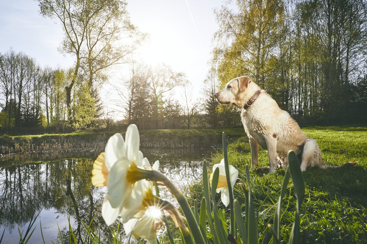 Old dog in spring nature. Labrador Retriever sitting on the bank of the lake during sunset.